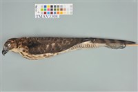 藏品(鳳頭蒼鷹)的圖片